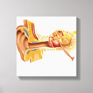 Toile Section transversale d'oreille humaine