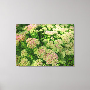 Toile Sedum Automne Joy