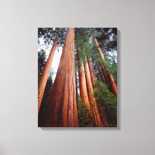 Toile Séquoia séquoias