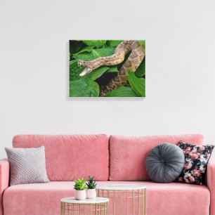 Toile Serpent à sonnette enroulé dans une plante d'hosta