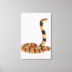 Toile Serpent de corail africain (lubricus d'Aspidelaps)