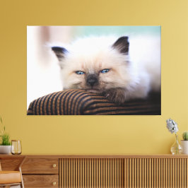 Toile Siamese Kitten Canvas Imprimer Image 19