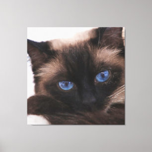 Toile Siamese Kitten Sweetie Face