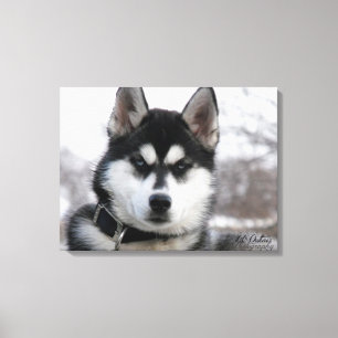 Toile Siberian Husky Puppy