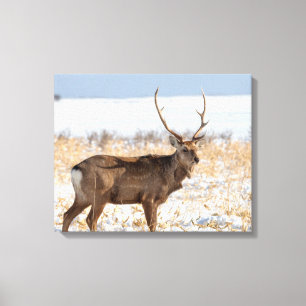 Toile Sika Stag dans un champ neigeux   Japon