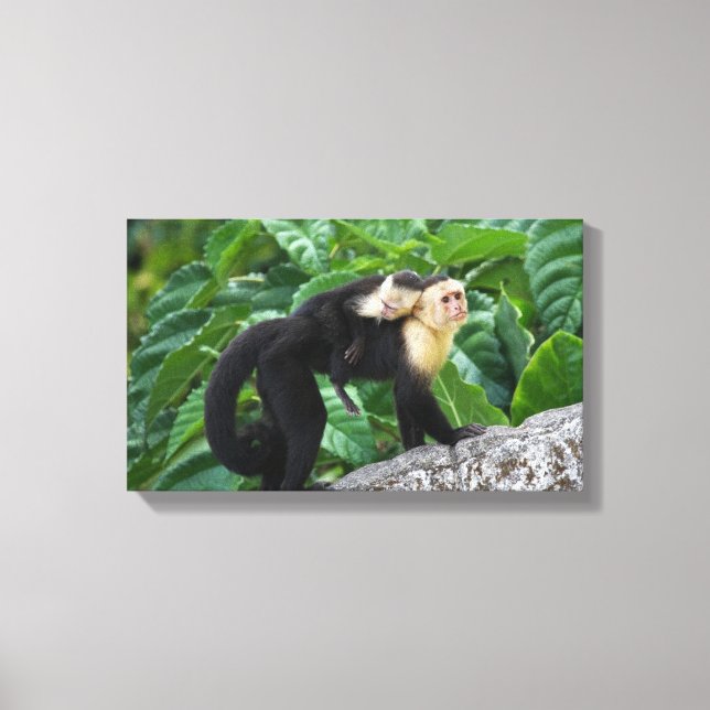 Toile Singe Capucin Adulte Portant Le Bébé Sur Son Dos (Recto)