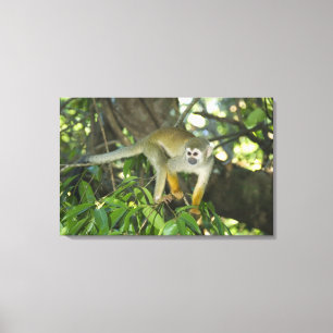 Toile Singe écureuil commun, (Saimiri sciureus), Rio