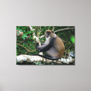Toile Singe samango à oreilles marquées