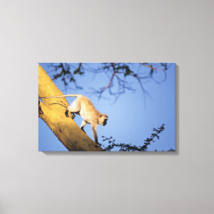 Toile Singe vervet sur branche d'arbre, Serengeti