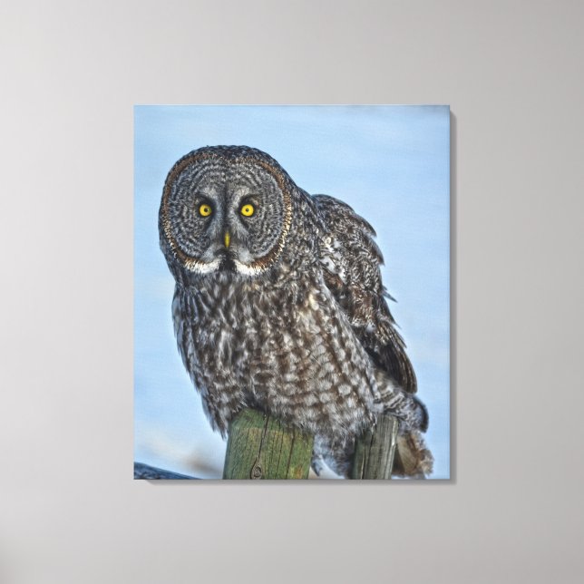 Toile Sitting Great Grey Owl Faune Portrait (Recto)