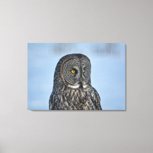 Toile Sitting Great Grey Owl Photo de la faune Portrait 