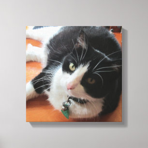 Toile Smokey Le Canvas Chat Imprimer