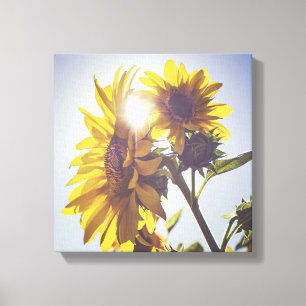 Toile Soleil Derrière Les Tournesols