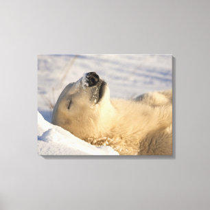 Toile Sommeil de l'ours polaire