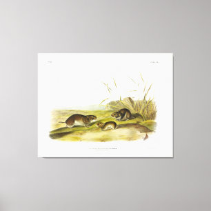 Toile Souris-pré à joues jaunes, Taiga Vole par Audubon