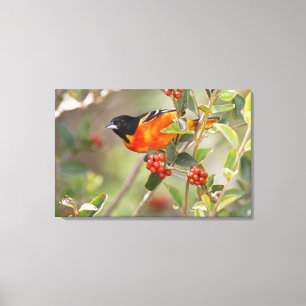 Toile South Padre Island, Texas, États-Unis, Oriole de B