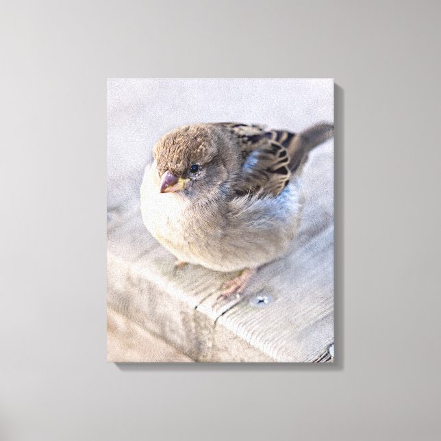 Toile Sparrow (Recto)