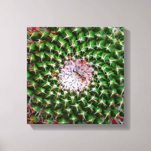 Toile Spirale de Cactus (Recto)