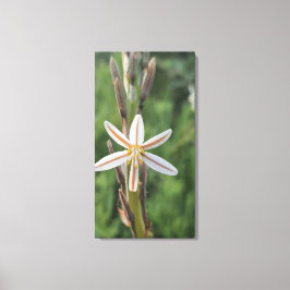 Toile Spring flora South Africa Canvas Print