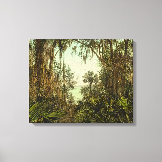 Toile St. Johns River Floride 1898 Photo (Recto)