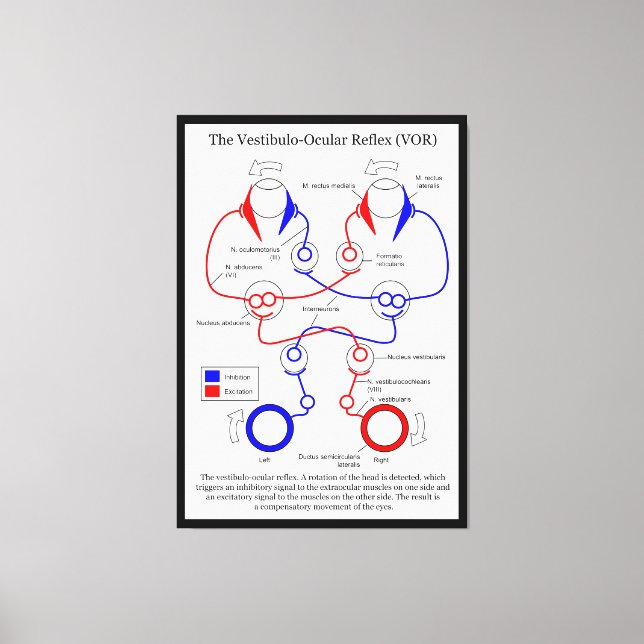 Toile Stabilisation du mouvement oculaire Vestibulo Ocul (Recto)