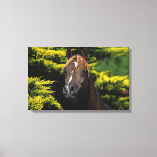 Toile Stallion arabe