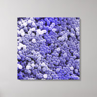 Staphylococcus