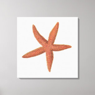 Toile Starfish - Sherman Denton Fish Lithograph