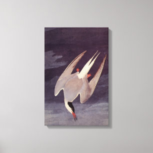 Toile Sterne arctique par John James Audubon, Oiseaux vi
