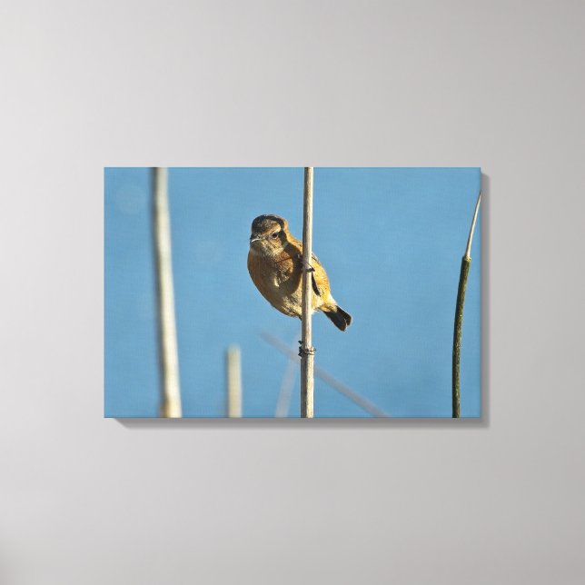 Toile Stonechat (Recto)