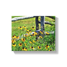 Summer Blue Ridge Parkway USA Fleur sauvage Photo