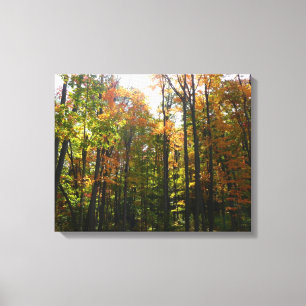 Toile Sunlit Fall Forest Paysage d'automne