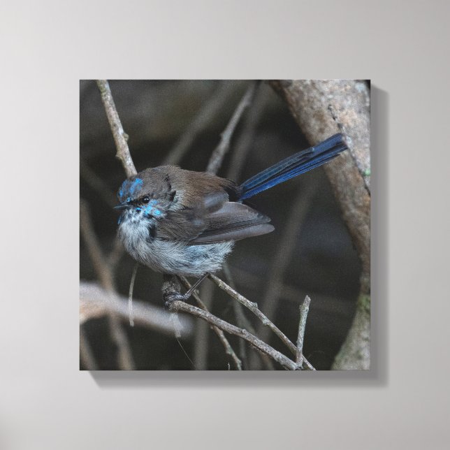 Toile Superbe Fairy-wren Bird Australie (Recto)
