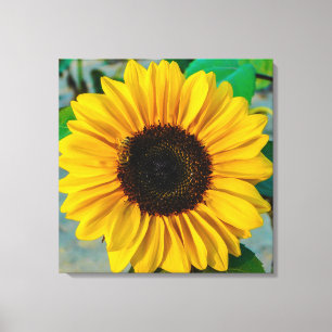 Toile Suprême du tournesol