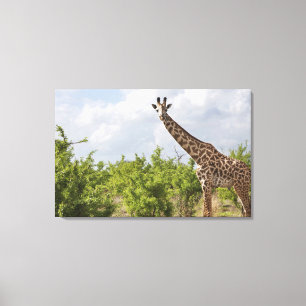 Toile Sur le safari en Tanzanie, l'Afrique. 2