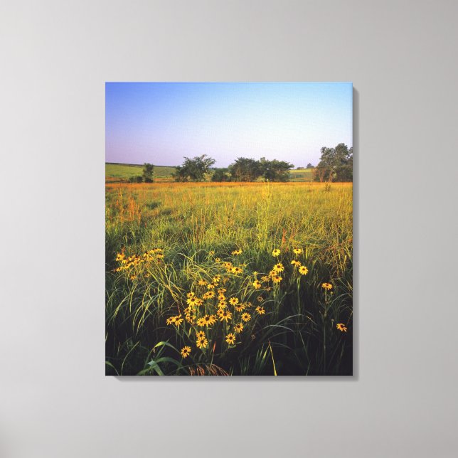 Toile Susans aux yeux noirs dans la prairie à herbes hau (Recto)
