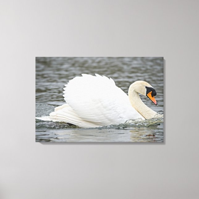 Toile Swan (Recto)