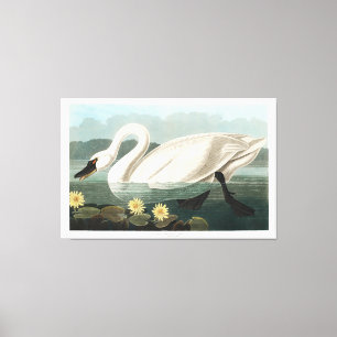 Toile Swan commun
