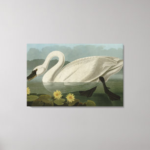Toile Swan commun américain - Les oiseaux d'Amérique d'A
