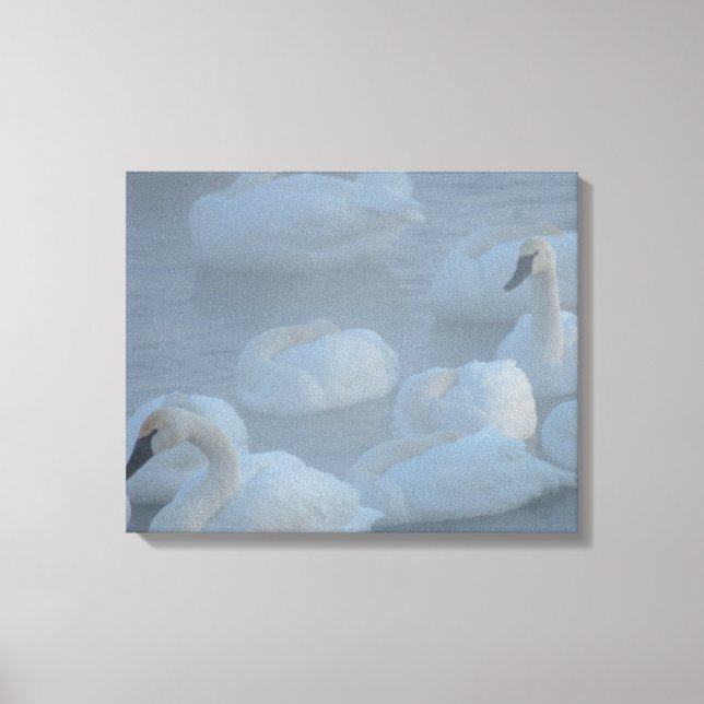 Toile Swans In Morning Fog - Photographie de la faune (Recto)
