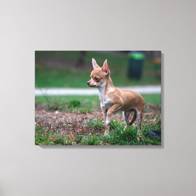 Toile Sweet Chihuahua chiot chien Wannabe (Recto)