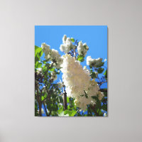 Syringa, Arbre à fleurs blanc Lilac
