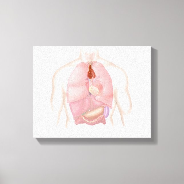 Toile Système Respiratoire Et Digestif Humain (Recto)