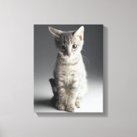 Tabby bleu Kitten