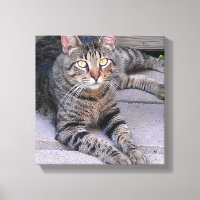 Tabby Chat Brown à l'extérieur