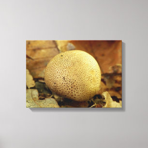 Toile Tablette de champignon de luopard de terre