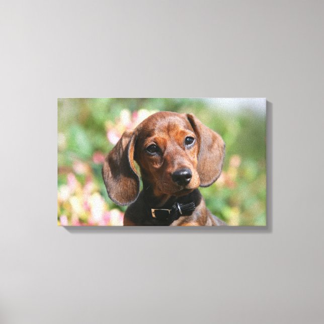 Toile Tan Miniture Dachshund (Recto)