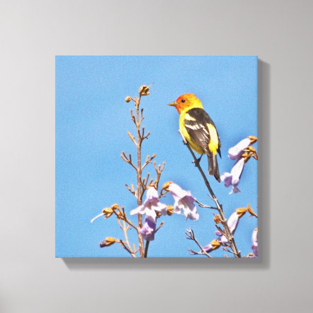 Toile Tanager de l'Ouest (Recto)
