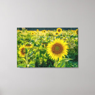Toile Terrain de tournesol doré