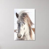 Tête de cheval islandais blanc de face